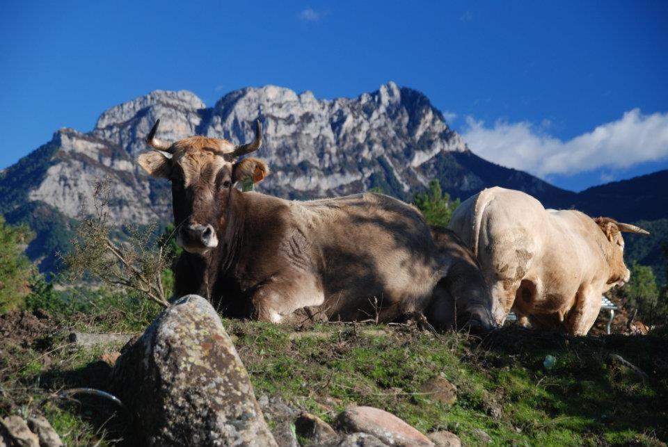 Apartamentos Pirineos Ordesa El Pueyo de Araguás المظهر الخارجي الصورة